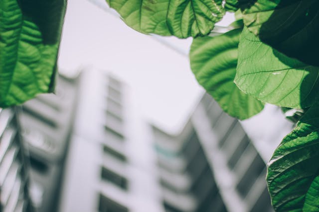 A ground-level view up through green leaves towards the top levels of a tall office building. The leaves framing the top and sides of the view are in sharp focus, while the building is blurry. Image at PrimeOfficeSpace.co.uk.